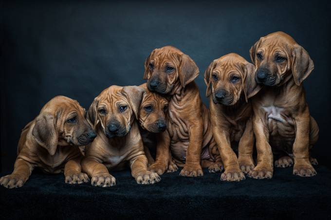 Ridgeback Puppies by tmh775