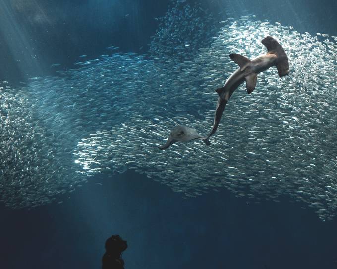 Scientifically Inspired  by Brian_Carpenter - At The Aquarium Photo Contest