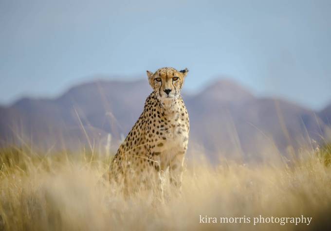 Cheetah by kiramorris - Discover Africa Photo Contest