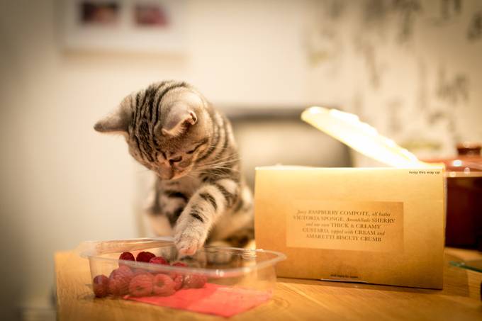 The Raspberry Thief by Craigwww - Pets In Action Photo Contest