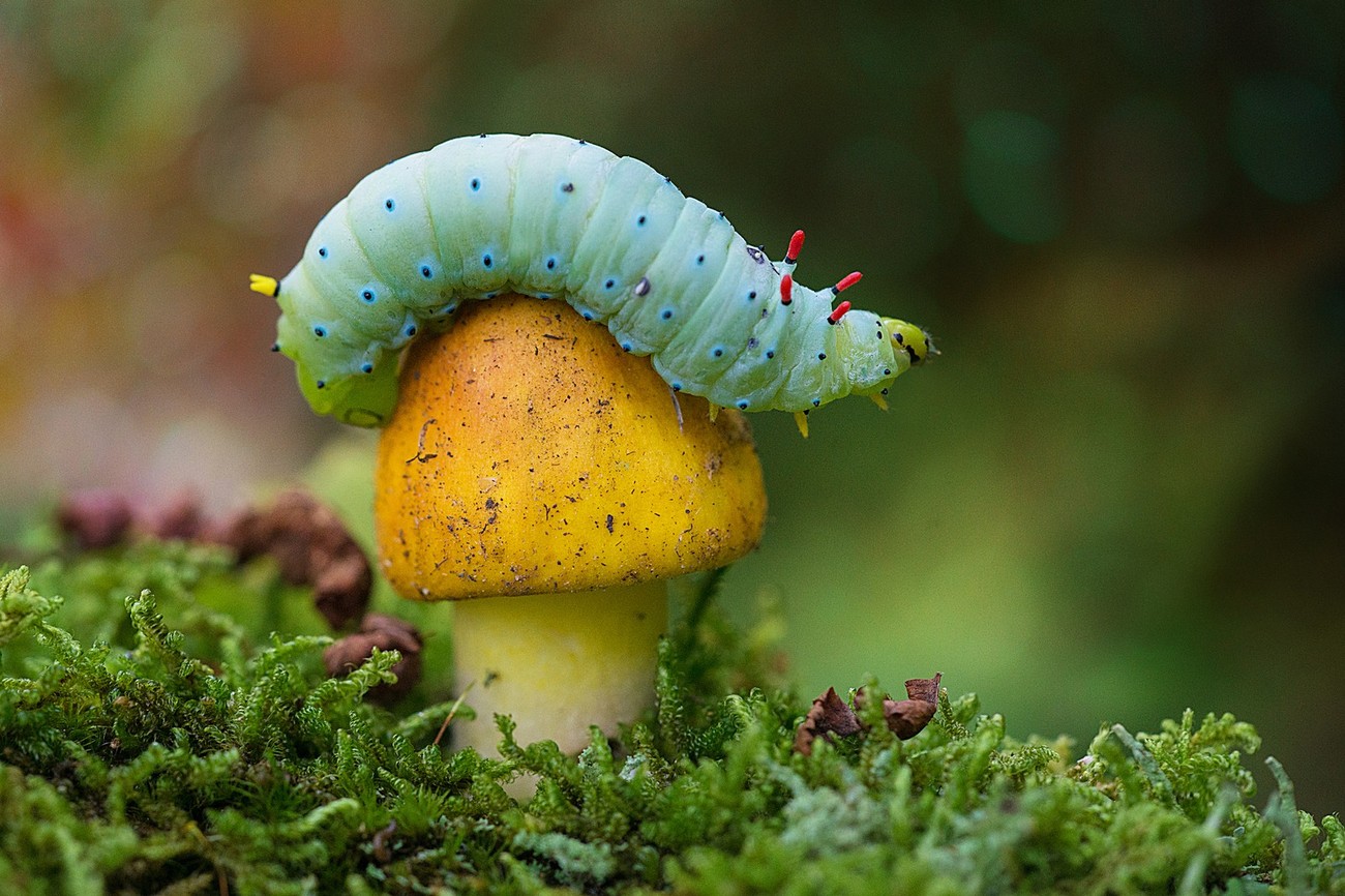 25+ Photos Of Small Things In Nature That Will Shock You