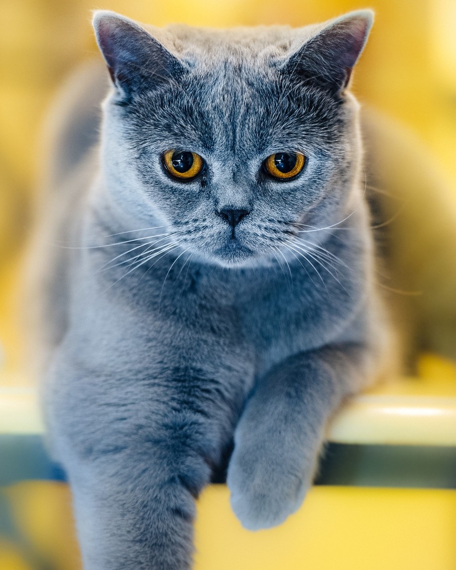 Blue by johanlb - Dogs or Cats Photo Contest