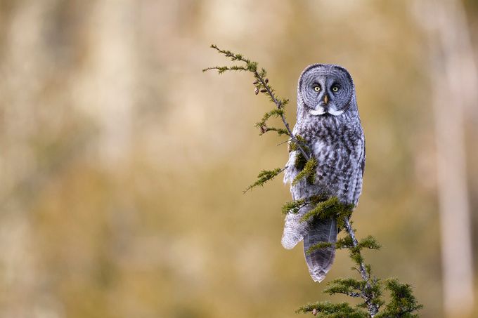 Great Gray Owl by brandonbroderick