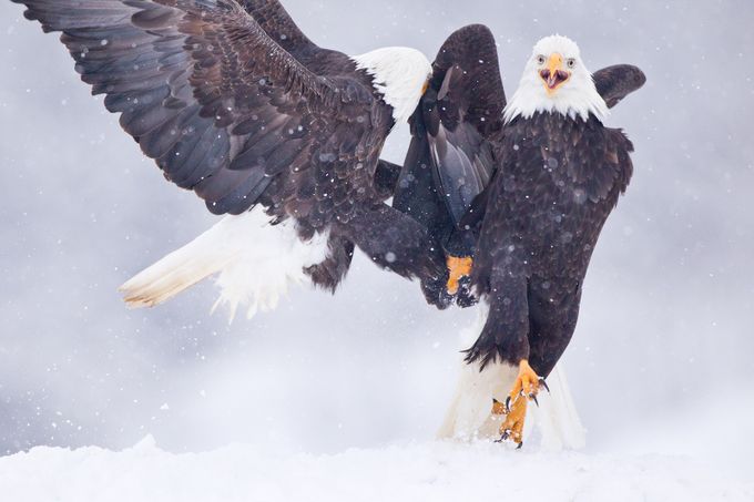 Bald Eagle Fight by brandonbroderick