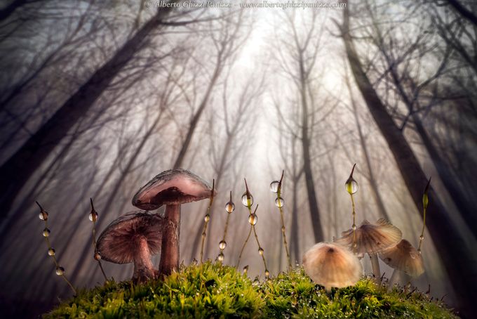 Small and giant creatures of the forest by albertoghizzipanizza - Monthly Pro Vol 20 Photo Contest