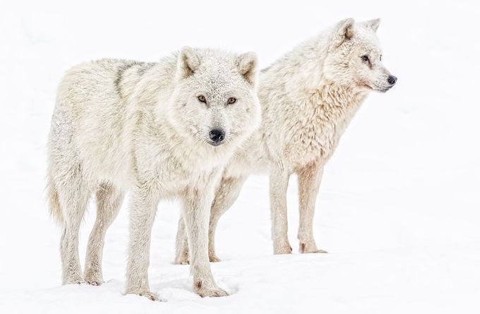 2 Grey Wolf by Jean-Francois - Image Of The Month Photo Contest Vol 6