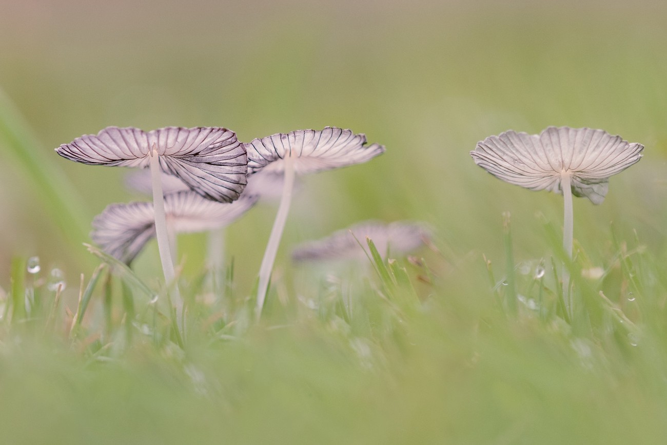 Mushrooms Photo Contest Winner
