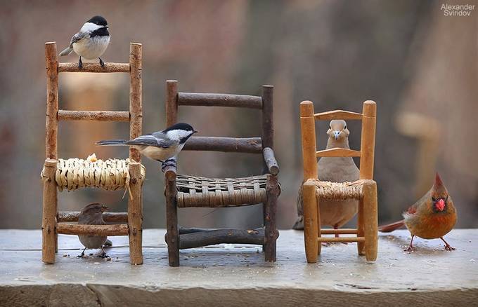Birds &amp; Chairs by Alexander_Sviridov - Covers Photo Contest Vol 30