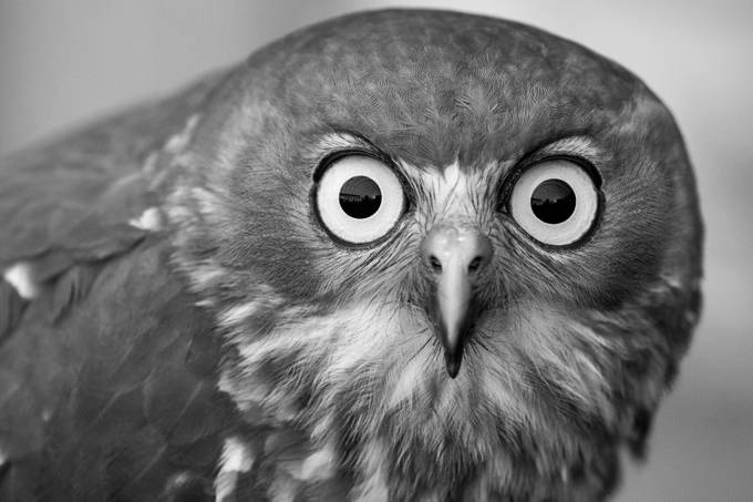 Owl BW 1 by Mission_Man - Animal Faces In Black And White Photo Contest