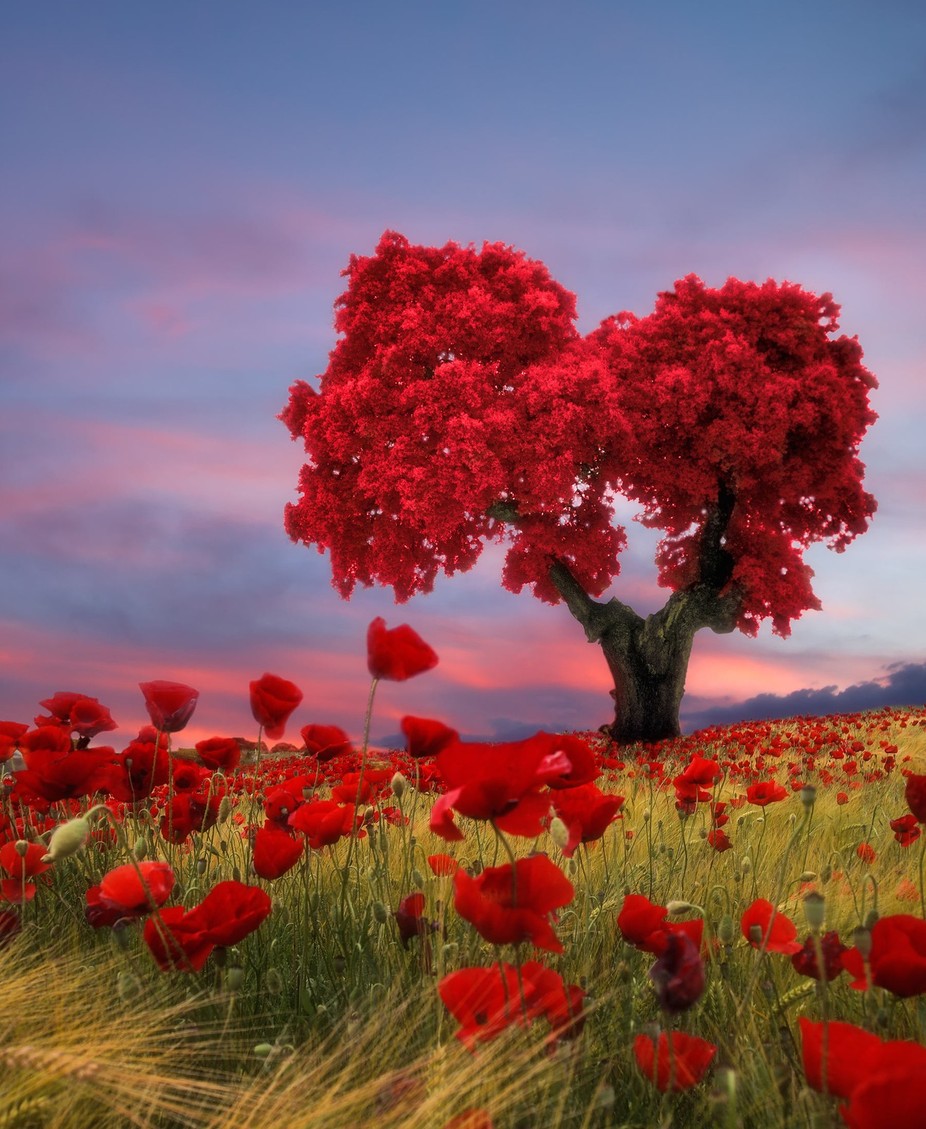 Tree love by Dolcefoto