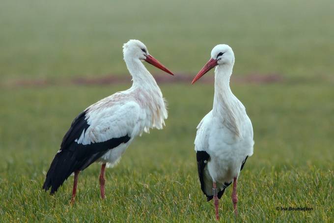 Ooievaar, White Stork, Ciconia ciconia by Omi-ina ...