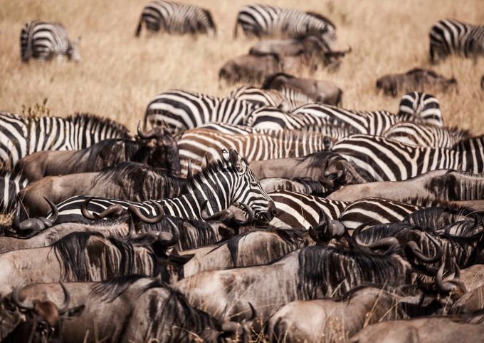 Zebras and wildebeest by A-Kamermans