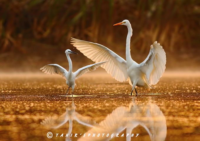 The dance Competition by tahirabbasawan - Understanding Light Photo Contest
