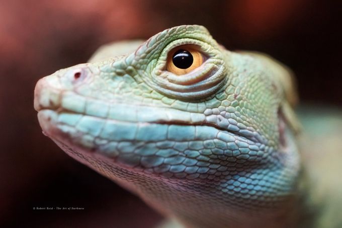 &quot;Gojira&quot; by The-Art-of-Darkness - Reptiles Photo Contest