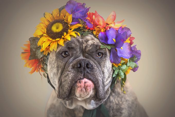 I&#039;m a pretty flower by ElyseCarpenterPhotography - Pet Fashion Photo Contest