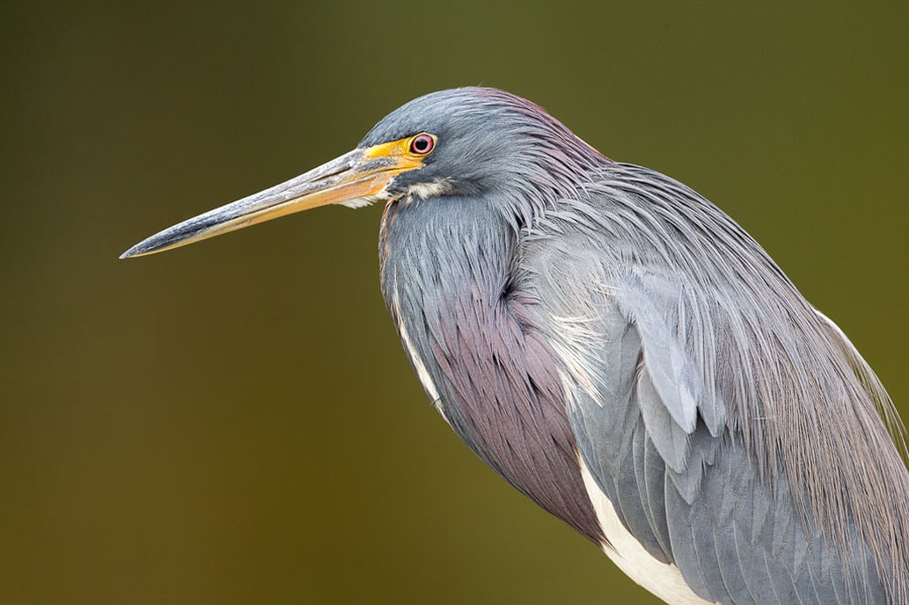 Judge Interview: Secrets For Capturing Stunning Photographs of Birds