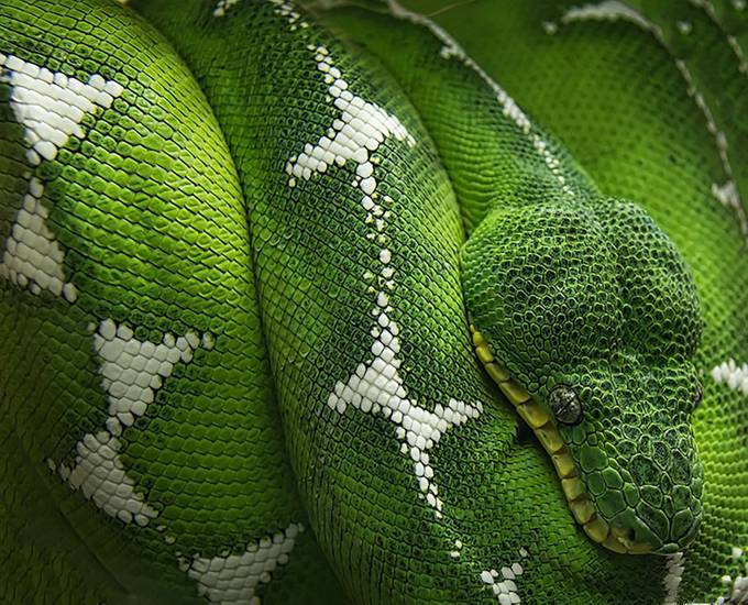 Emerald Tree Boa by David_Blakley_Photography - Snakes Photo Contest