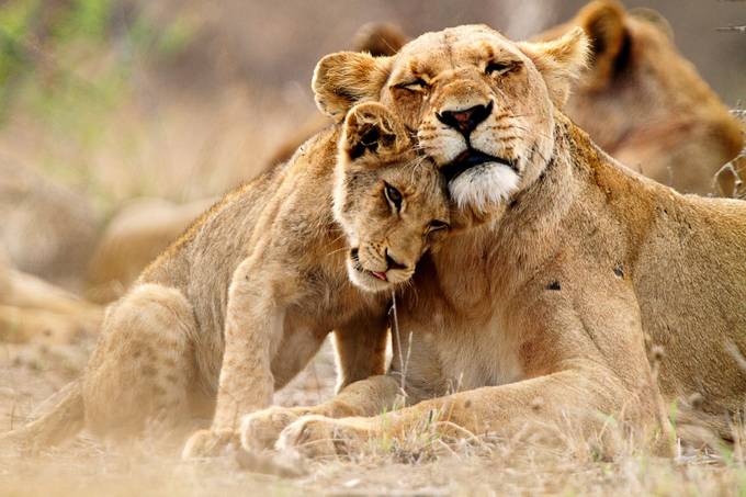 Capture The Animal's Behavior: Improve Your Wildlife Photography