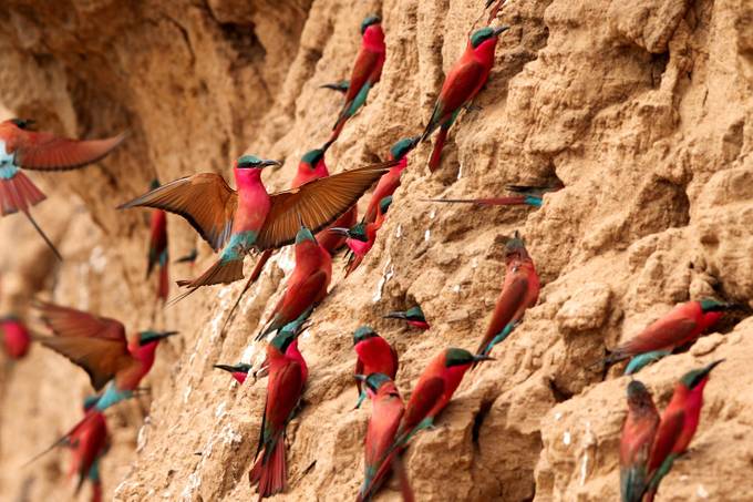 Southern Carmine Bee-Eaters by thomasretterath - Cliffs Photo Contest