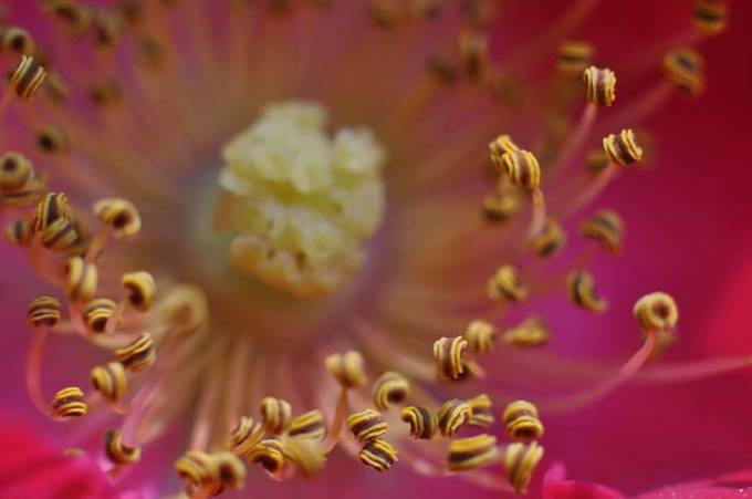 Rose center by Graceware - Macro Abstractions Photo Contest