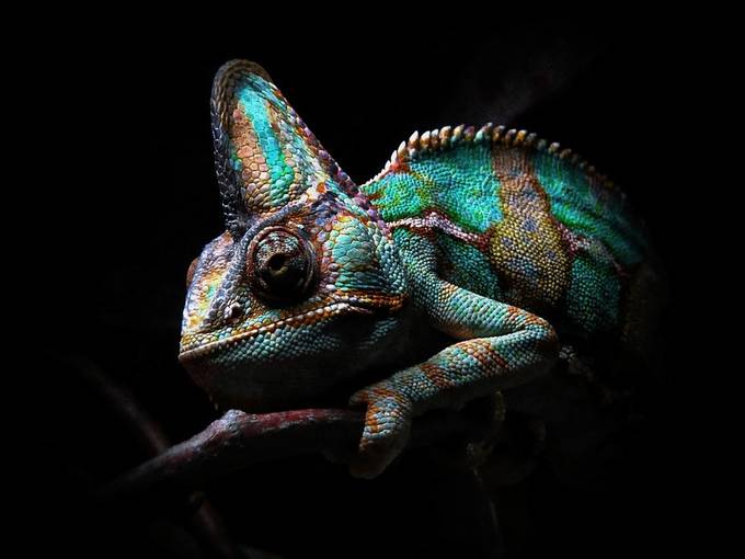 Chameleon by dawnvandoorn - Reptiles And Amphibians Photo Contest