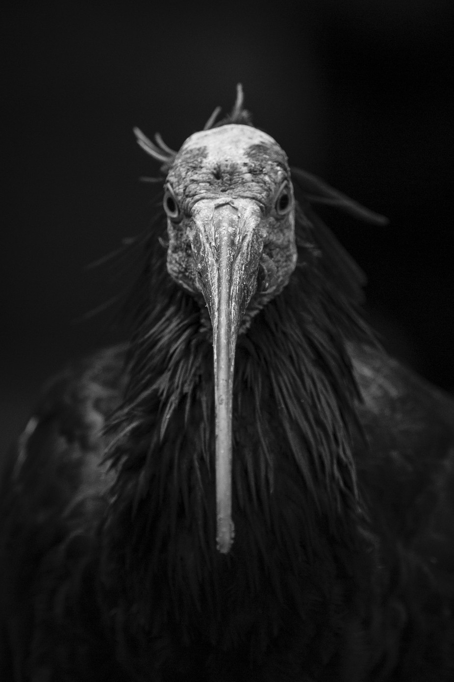 ugly-beauty by JBramerPhotography - Animals In Black And White Photo Contest