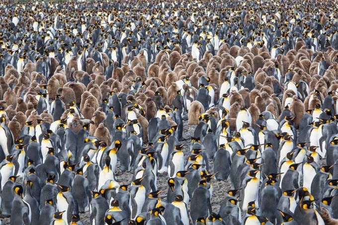 King Penguin Colony by KellieNetherwood - Herds Photo Contest