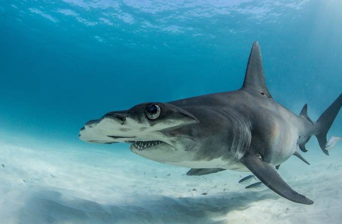 great hammerhead shark  by MattMcGee - The Animal Eye Photo Contest vol1