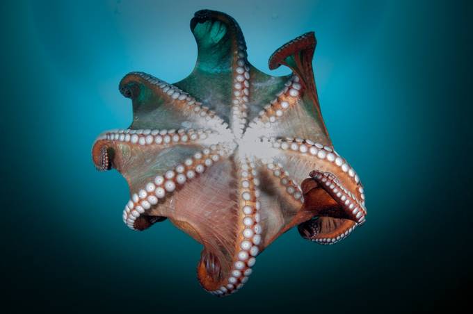 Octopus in the deep ocean by kondratuk