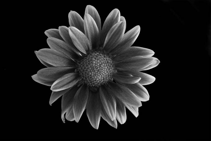 Plants In Black And White Photo Contest Winners Showcased - VIEWBUG.com