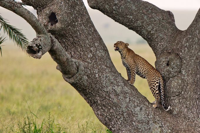 Checking the tree by thomasretterath - Animals And Rule Of Thirds Photo Contest