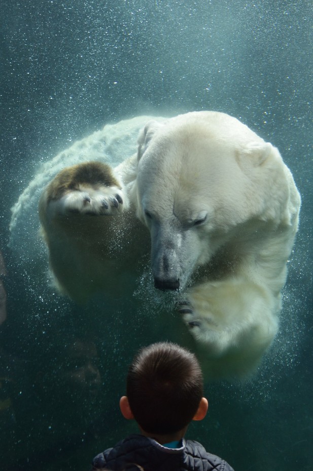 Zander and the Polar Bear by stevehikida - People And Animals Photo Contest