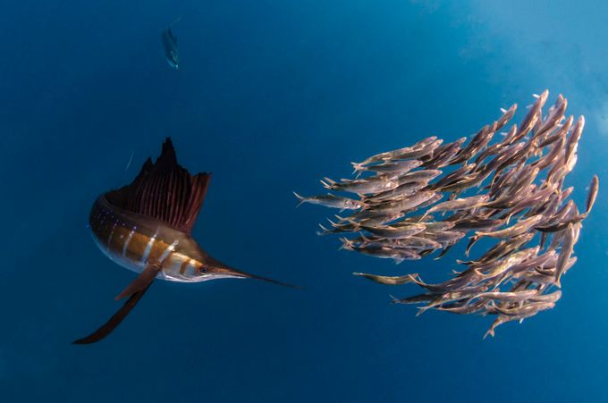 Sailfish Hunting by peterallinson - Celebrating Nature Photo Contest Vol 2