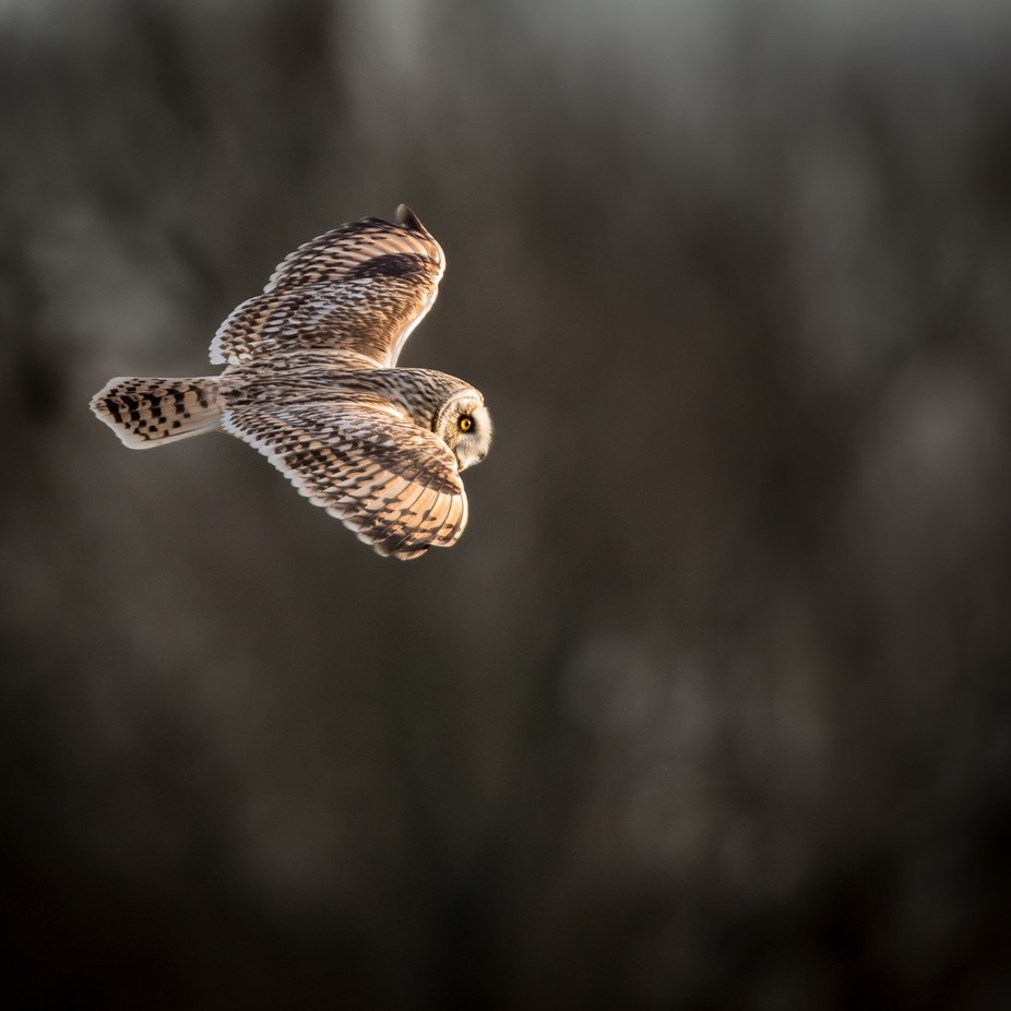 Wild Short eared owl in flight showing the feathers and structure of its wings (Asio flammeus) by jennycottingham - Eagles Or Owls Photo Contest