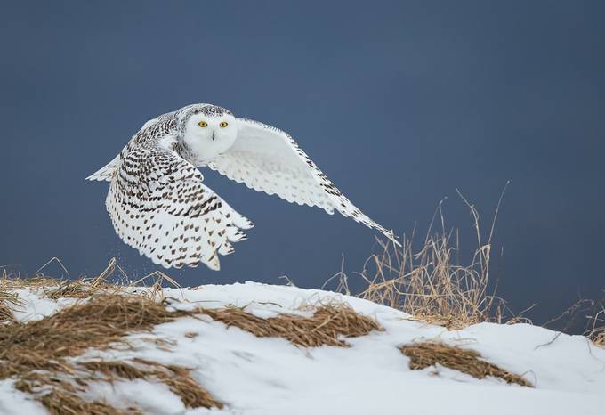 Snowy Owl by fredlemire - Eagles Or Owls Photo Contest