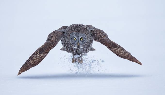 Great Grey Owl  by fredlemire - Freshmen 2016 Photo Contest Vol 2