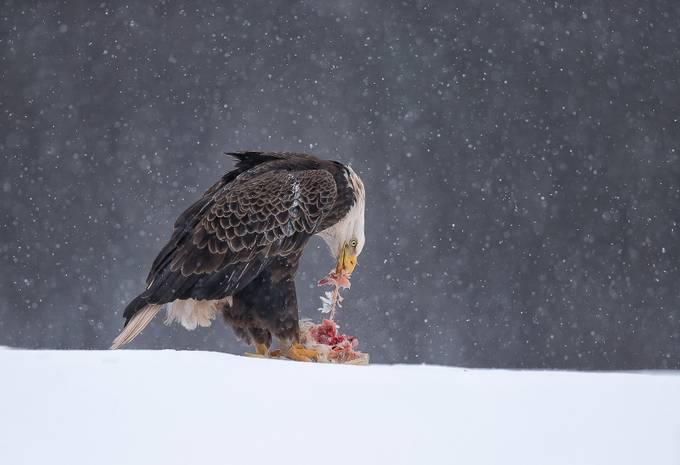 Bald eagle by fredlemire - The Food Chain Photo Contest