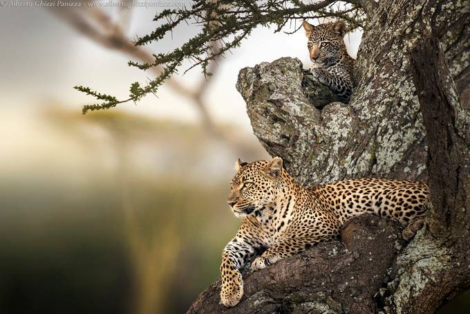 Looks in the savannah by albertoghizzipanizza - Explore Africa Photo Contest