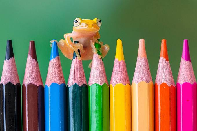 tiny FROG by lessysebastian - Composing with Colors Photo Contest