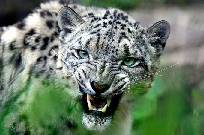 Snow Leopard by James_Markus - Call Of The Wild Photo Contest