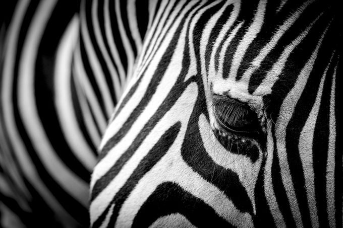 Black And White Textures Photo Contest Winners