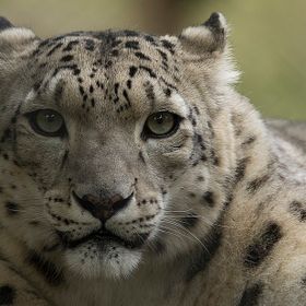 Snow Leopard by Beetle_007 - ViewBug.com