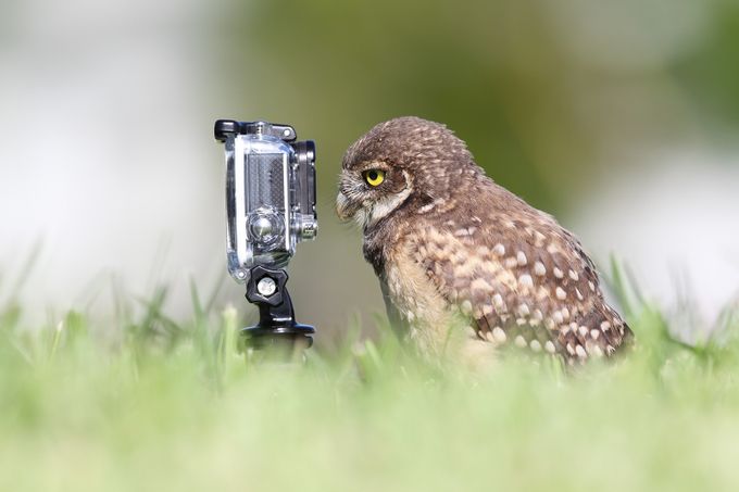 Selfie Master by meganlorenz - Eagles Or Owls Photo Contest
