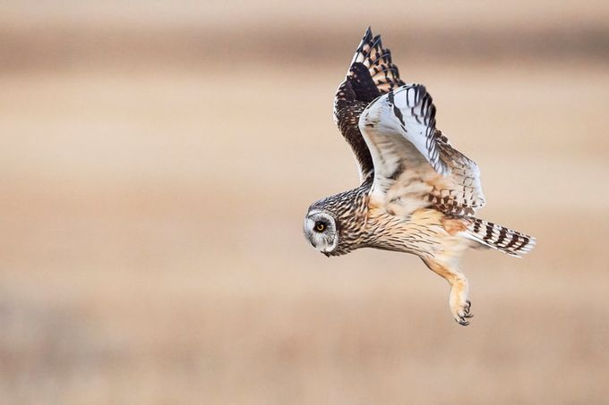 Owl Prowl by JestePhotography - Animals And Rule Of Thirds Photo Contest