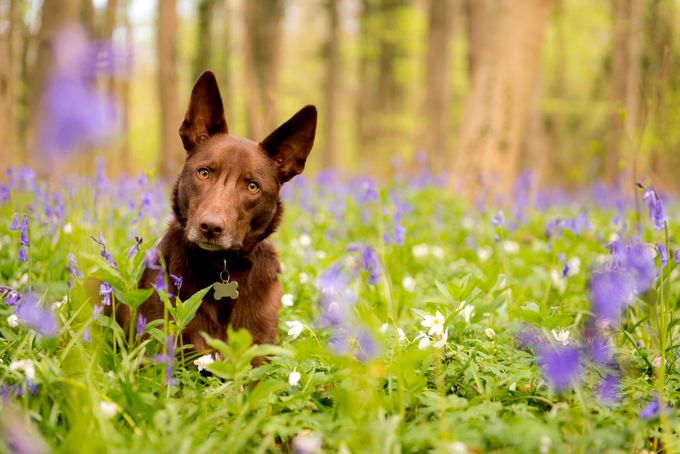 Bailey  by MattSelbyPhotography - Spring 2016 Photo Contest