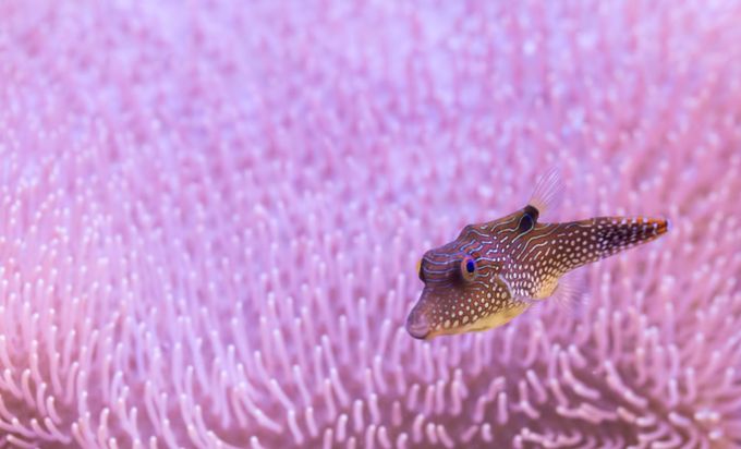 Puffer with toadstool leather by PWMMacro - Underwater Textures Photo Contest