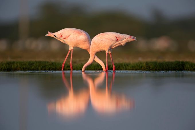 Foraging headless - Lesser flamingo by Roy_ - We Love Animals Photo Contest