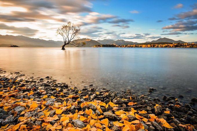 Autumn Leaves and Lake Wanaka Tree. by JohnHenryScott - Layers and Rule Of Thirds Photo Contest