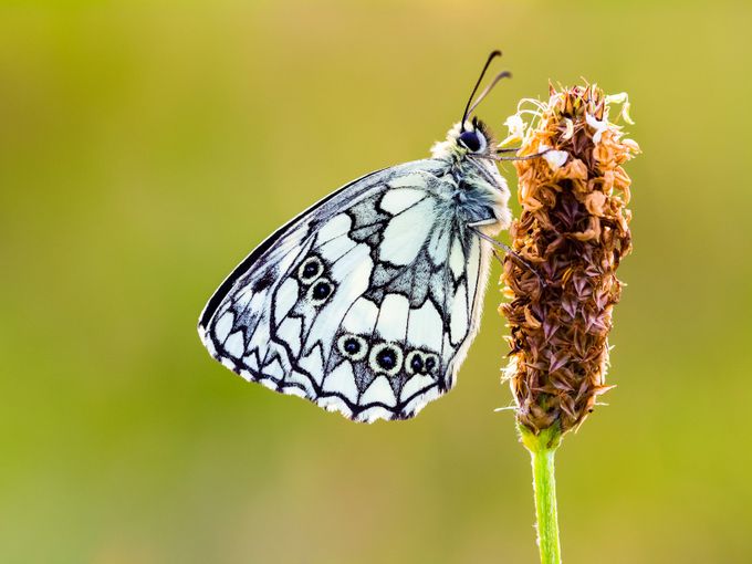 Marbled White by Stormrider