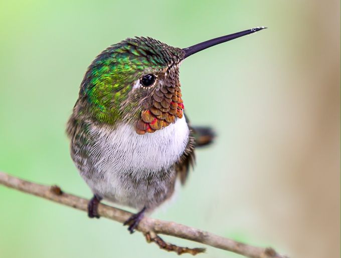 HummingbirdCloseUp by CarolineHuard - Hummingbirds Photo Contest